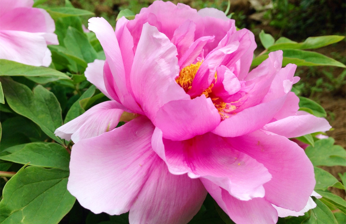 Looking at peonies in the flower viewing garden, Luoyang Yuanyuan invites you to share the national beauty and heavenly fragrance!